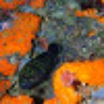 Pizzeria Onda Verde Da Giusy