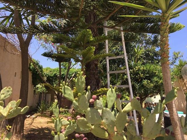 Garden 85 Pizzeria Cocktail bar