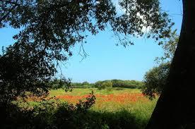 Parc régional Bosco e Paludi di Rauccio