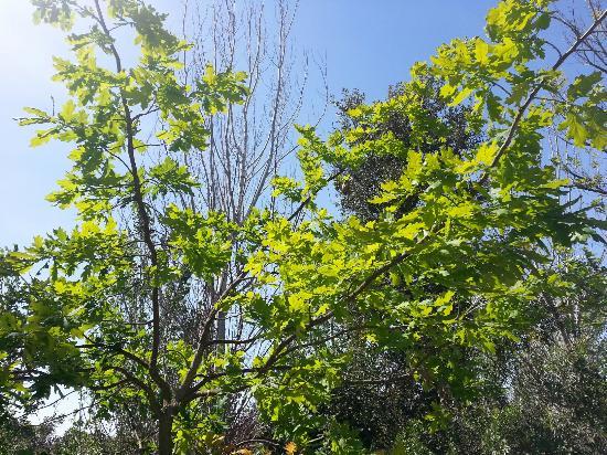 Parc Antonio Di Giulio