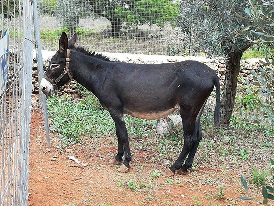 La Fattoria di Nonno Pippi