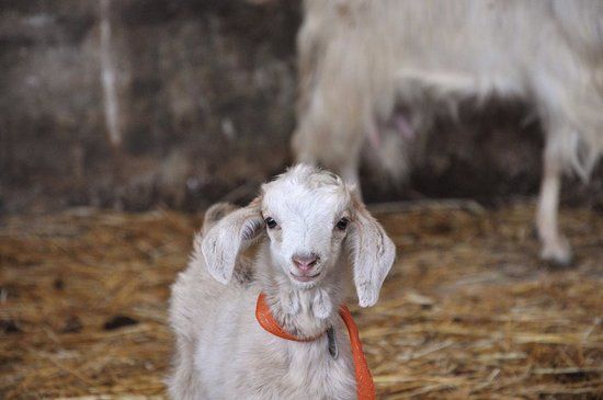 Masseria Didattica Capasa