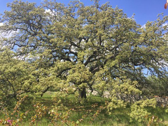 Chêne Velani de Tricase