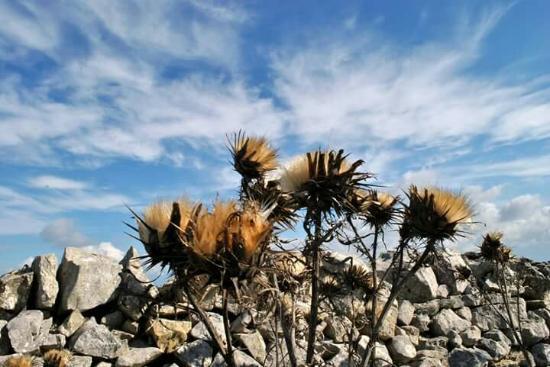 Parc national Alta Murgia