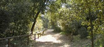 Foresta di Mercadante